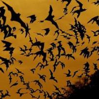 Bats at Sunset