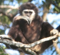 White-Handed Gibbon Sitting in Tree