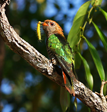 Asian Emerald Cuckoo