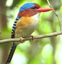 Banded Kingfisher