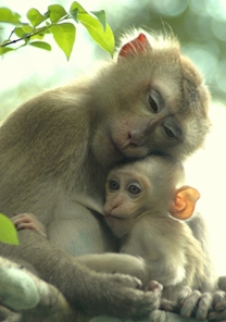 Monkey Mom and Baby