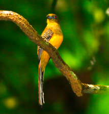 Orange-breasted Trogon