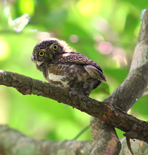 Asian Barred Owlet