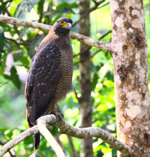 Crescent Serpent Eagle