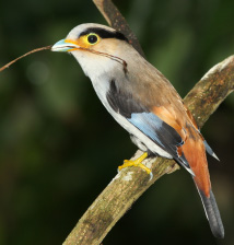 Silver Breasted Broadbill