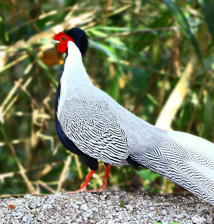 Silver Pheasant