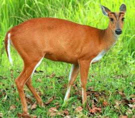 Barking Deer or Red Muntjac