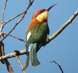 Long-tailed Broadbill