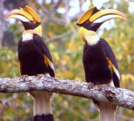 Pair of Great Hornbills