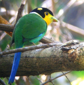 Long-tailed Broadbill