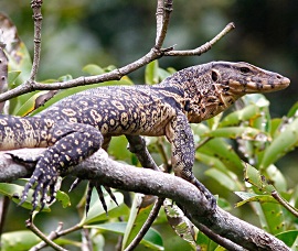 Water Monitor