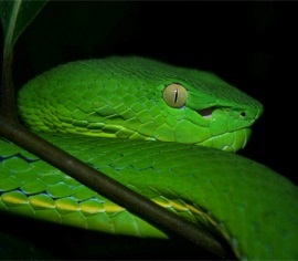 White-lipped Pit Viper