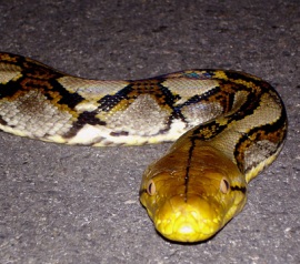 Reticulated Python